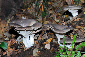 林内の倒木全体から発育する肉厚で立派なヘルシーでおいしい天然野生のヒラタケたち（ストロボマクロ接写）