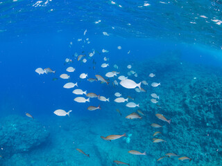 美しいメジナ（イスズミ科）、イサキ（イサキ科）他の群れ。
英名学名：Largescale Blackfish (Girella punctata)
Chicken Grunt, Parapristipoma trilineatum
静岡県伊豆半島賀茂郡南伊豆町中木ヒリゾ浜2024年
