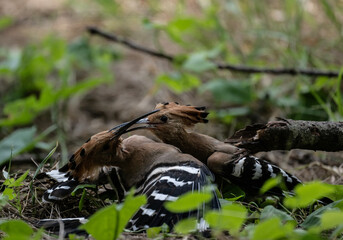 A variegated hoopoe in the wild on a summer day in Thailand