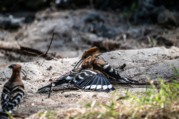 A variegated hoopoe in the wild on a summer day in Thailand
