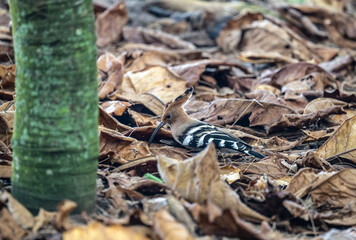 A variegated hoopoe in the wild on a summer day in Thailand