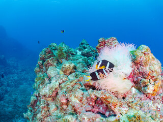 高海水温が続いているのでサンゴの白化現象が起きている。
美しいイソギンチャク畑の可愛いクマノミ（クマノミ亜科）ペア、ミツボシクロスズメダイ（スズメダイ科）他の群れ。
英名学名：
Yellowtail clownfish (Amphiprion clarkii)
Threespot dascyllus (Dascyllus trimaculatus) 
静岡県伊豆半島賀茂郡南伊豆町中木ヒリゾ浜
