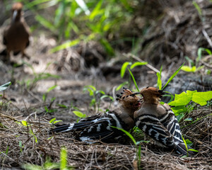 A variegated hoopoe in the wild on a summer day in Thailand
