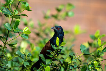 Pheasant's Spurred Cuckoo hunting in the wild in the forest in Thailand