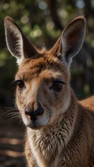 Fototapeta premium kangaroo wildlife,Close-Up of a Curious Kangaroo in Its Natural Habitat