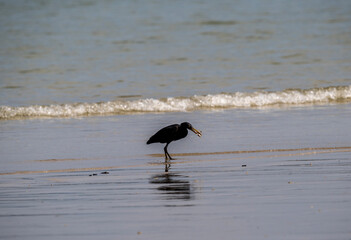 Grey heron hunting in natural conditions near water in Thailand