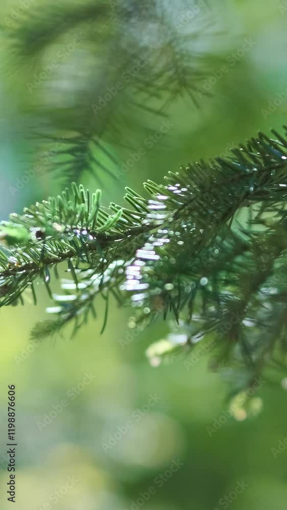 Wall mural vertical video close up, fir tree branch on green bokeh forest background in spring. fresh pine with