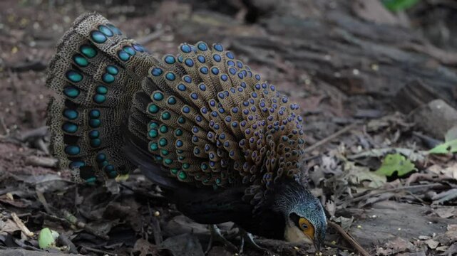 Bornean Peacock-Pheasant A Spectacle of Colors in the Heart of Borneo's Wilderness