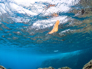 浅瀬を泳ぐ、美しいナンヨウツバメウオ（ツバメウオ属）の幼魚の半水面撮影,
英名学名：Orbicular Batfish (Platax orbicularis) 
静岡県伊豆半島賀茂郡南伊豆町中木ヒリゾ浜2024年
