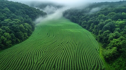A lush green field with wavy crop patterns surrounded by foggy hills.
