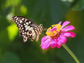 A butterfly sits on a fuchsia-colored zinnia flower. blooming beautifully