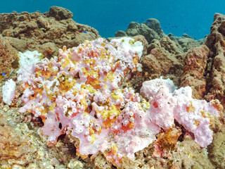 可愛いフウライチョウチョウウオ（チョウチョウオ科）の幼魚、美しいソラスズメダイ（スズメダイ科）他の群れ
英名学名：Vagabond Butterflyfish (Chaetodon Vagabundus)
Heavenly Damselfish (Pomacentrus coelestis)
高海水温が続いているのでサンゴの白化現象が起きている。
静岡県伊豆半島賀茂郡南伊豆町中木ヒリゾ浜2024年