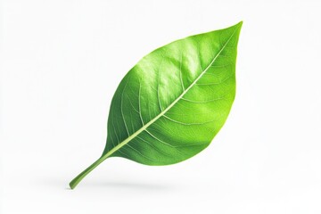 A single green leaf sitting on a plain white surface