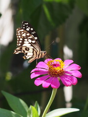 A butterfly sits on a fuchsia-colored zinnia flower. blooming beautifully