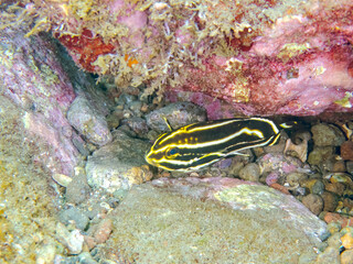くねくね泳ぐ、可愛いヒレグロコショウダイ（イサキ科）の幼魚。
英名学名：Lesson's thicklip (Plectorhinchus lessonii) 
静岡県伊豆半島賀茂郡南伊豆町中木ヒリゾ浜2024年
