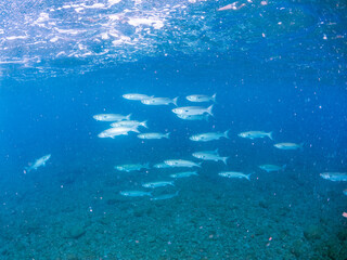 Obraz premium 水面近くを泳ぐ美しいボラ（ボラ科）の群れの半水面撮影。 英名学名：Flathead Gray Mullet (Mugil cephalus) 静岡県伊豆半島賀茂郡南伊豆町中木ヒリゾ浜2024年 