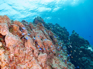 ウミトサカ（ソフトコーラル）他が生えるドロップオフのキンギョハナダイ（ハナダイ亜科）ソラスズメダイ（スズメダイ科）他群れ
英名学名：
Sea Goldie (Pseudanthias squamipinnis)
Heavenly Damselfish (Pomacentrus coelestis)
Alcyonacea
静岡県伊豆半島賀茂郡南伊豆町中木ヒリゾ浜2024年
