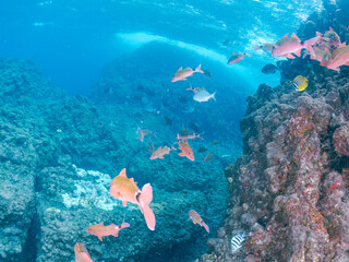 美しいメジナ（イスズミ科）、アカヒメジ、ホウライヒメジ（ヒメジ科）他の群れ。
英名学名：Largescale Blackfish, Girella punctata
Yellowfin goatfish (Mulloidichthys vanicolensis)
Whitesaddle goatfish, Parupeneus ciliatus
静岡県伊豆半島賀茂郡南伊豆町中木ヒリゾ浜2024年
