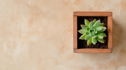 Minimalist Gardening Aesthetic Sustainable Wooden Planter with Succulent on Textured Surface - Ideal for Eco-Friendly Home Decor and Modern Horticultural Branding