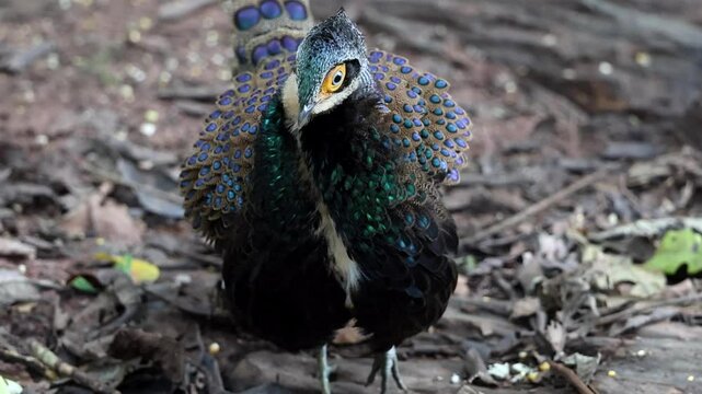 Bornean Peacock-Pheasant A Spectacle of Colors in the Heart of Borneo's Wilderness