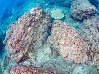 岩の間に隠れる大きな美しいワモンダコ（マダコ科）。高海水温が続いているのでサンゴの白化現象が起きている。

英名学名：Big Blue Octopus (Octopus cyanea)
静岡県伊豆半島賀茂郡南伊豆町中木ヒリゾ浜2024年
