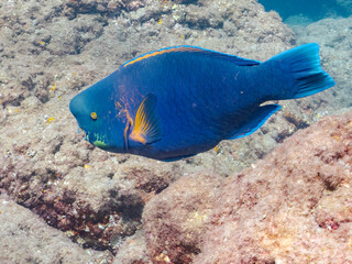 大きく美しいアオブダイ（ブダイ科）。
英名学名：Knobsnout Parrotfish (Scarus...