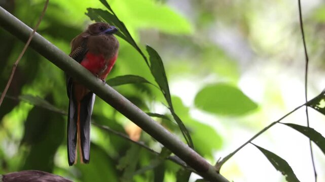 Nature wildlife of diard trogon bird perching on tree branch