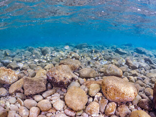 美しいオヤビッチャ（スズメダイ科）、シマハギ（ニザダイ科）他の幼魚の群れ。
英名学名：Convict surgeonfish, Acanthurus triostegus
Sergeant Major, Abudefduf vaigiensis
静岡県伊豆半島賀茂郡南伊豆町中木ヒリゾ浜2024年
