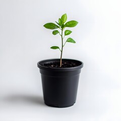 A small green plant growing in a black pot, symbolizing growth and nature.