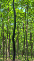 Striking black sculpture amidst lush green trees