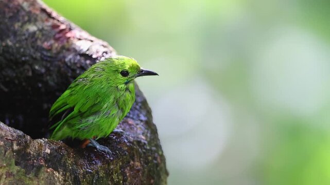 Greater Green Leafbird playing water on a tree hole