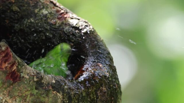 Greater Green Leafbird playing water on a tree hole