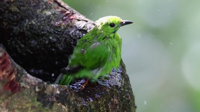 Greater Green Leafbird playing water on a tree hole
