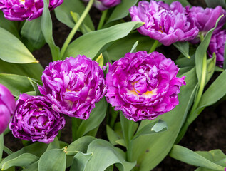 Tulip called Duoble flag, Double Early group. Tulips are divided into groups that are defined by their flower features