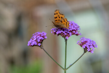 Comma butterfly rests on a verbena flower. Nymphalid with spotted orange wings. Striking garden insect contrasting against the deep purple flower.