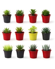 A grid of twelve small potted plants in various colors, showcasing greenery for decor.