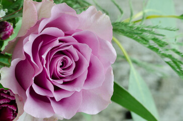 A beautiful pink rose is the main focus of the image. The rose is surrounded by green leaves and stems, creating a sense of harmony and balance. Scene is one of tranquility and natural beauty