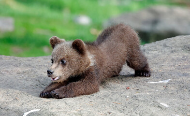 Fototapeta premium Brown bears playing in the forest