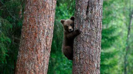 Brown bears playing in the forest