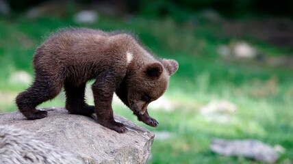 Fototapeta premium Brown bears playing in the forest