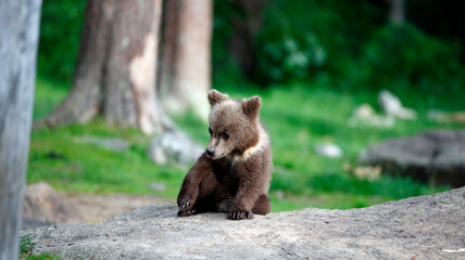Brown bears playing in the forest