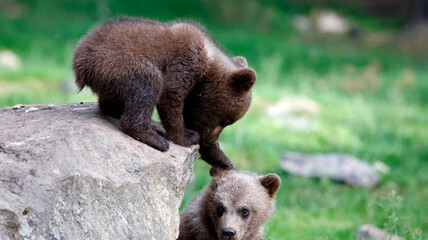 Brown bears playing in the forest