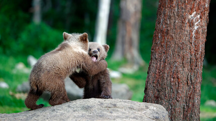Obraz premium Brown bears playing in the forest
