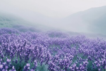 Obraz premium Misty lavender field blankets rolling hills, creating a serene and dreamy landscape.