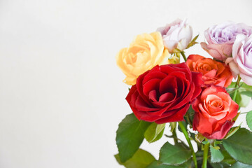 カラフルな薔薇