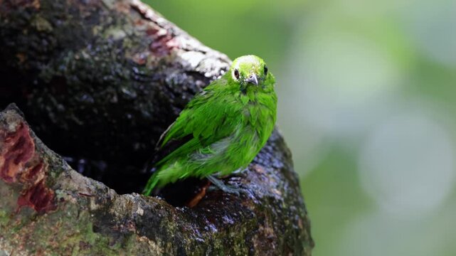 Greater Green Leafbird playing water on a tree hole