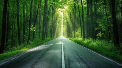 Fototapeta premium Straight Road Through a Lush Green Forest in Morning Light