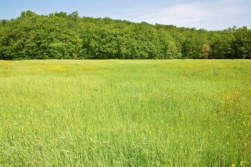 Vacant land with a vast expanse of lush, vibrant green grass, nestled amidst a backdrop of dense forest and trees © Francesco Scatena