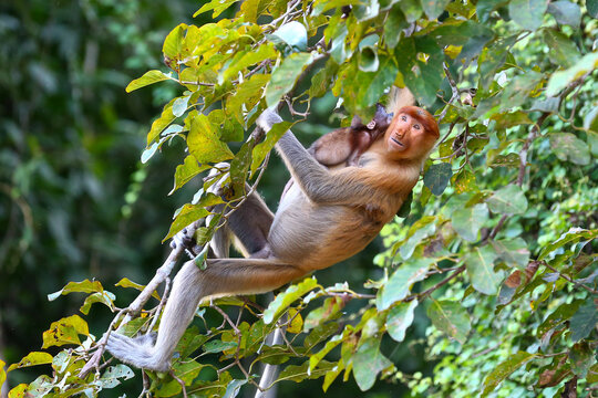a proboscis monkey with its baby at wild in jungle forest Kinabatangan Sandakan Sabah Malaysia.