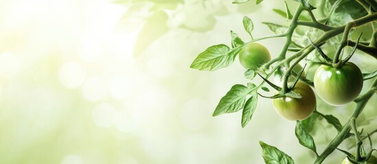 Obraz premium Fresh green tomatoes growing on a vine with soft blurred background and natural light Copy Space